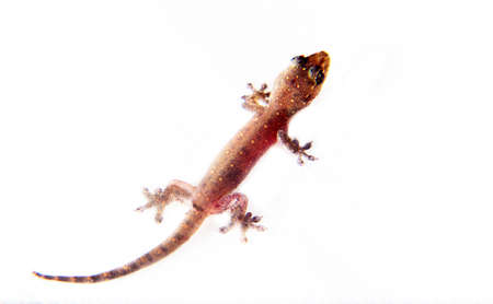 Lizard Gecko on white background. Reptilians of Sri-Lanka, endemic speciesの写真素材