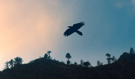 Indian Glossy Black Raven, House crow (Corvus splendens) in cities of India as vicariate of Carrion...