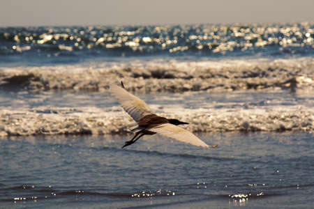 Indian Pond-Heron (Ardeola grayii) in non-breeding plumage (winter plumage). Malabar Coast, wintertimeの写真素材