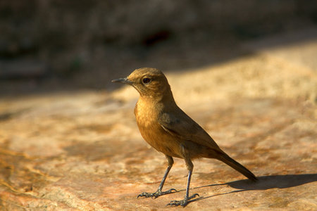 Indian chat or Brown rock chat (Oenanthe fusca, or Saxicola fusca, Cercomela fusca) in India. Deccan plateau, wintertime. mocking birdの写真素材