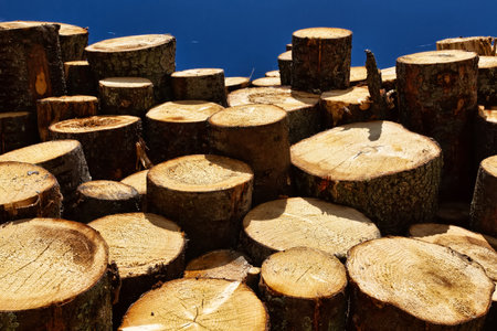 North Forestry. Timber cutting. Stack of spruce logs, softwood