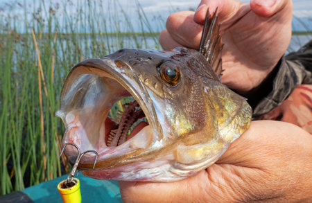 Trophy fishing. This European Perch (rivers perch) weighing 1.2 kilograms was caught spinning in the northern lake. Toothy mouth of a predatory fishの写真素材