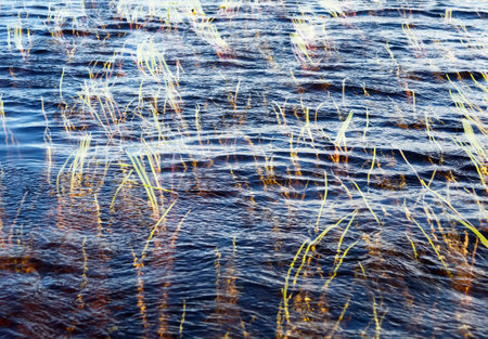 Herbs (wild celery, Vallisneria) lay flat on the surface of rippling water of lake on sunny summer dayの写真素材