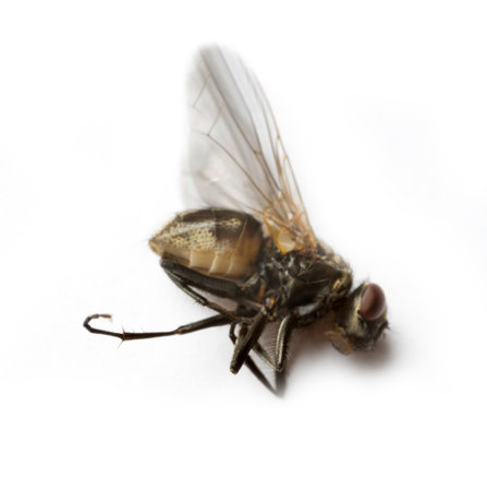 fly flap. Kill the fly. dead fly. Destruction of flies as carriers of bacterial infection, compliance with hygiene rules. isolated on white. Extreme close up flyの写真素材