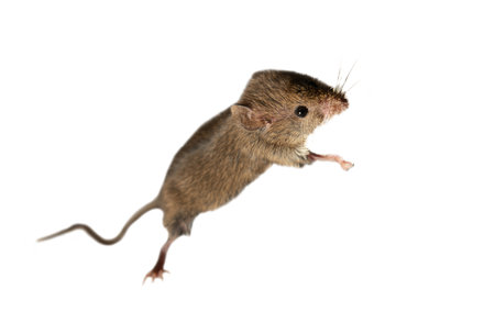 Swiss (house) mice (Mus musculus) constantly accompanies to human (synanthropes) and parasitizes:...