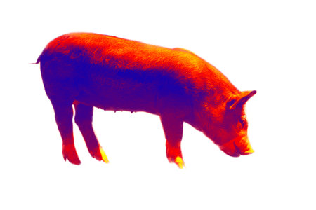The red breeding pig, sow. illustration of thermal image on white backgroundの写真素材