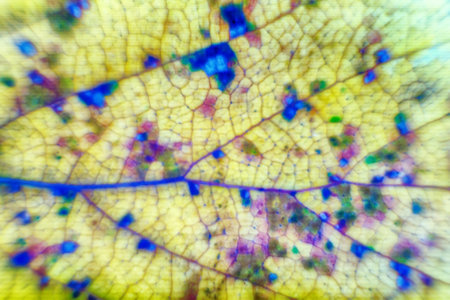 Autumn leaf is extreme close up. Ultra macro soft focus. autumn park mood in detail