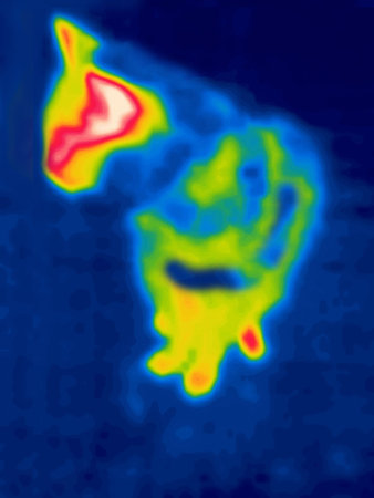 Tabby. Thermal impressionism, double-chrome painting. Modified Image from thermal imager device