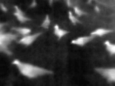 Peaceful birds dance, the doves of peace. Modified Image from thermal imager device