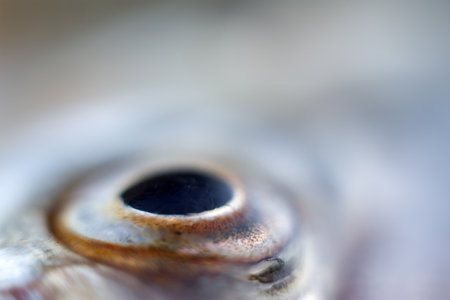 Anatomy of fish. The Sabrefish (Pelecus cultratus) eye close-up