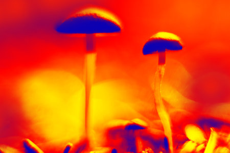 Macro photography mashroom. Illustration of thermal imageの写真素材