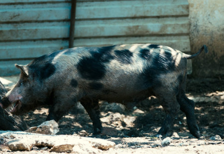 Swine husbandry. Ukrainian steppe pock-marked breed of pigs. Based on the Ukrainian white breed of...