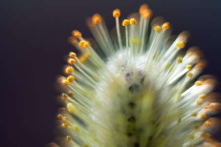 Spring motif. Yellow fluffy willow flower (catkin), the stigmas of the stamens of the flower are...