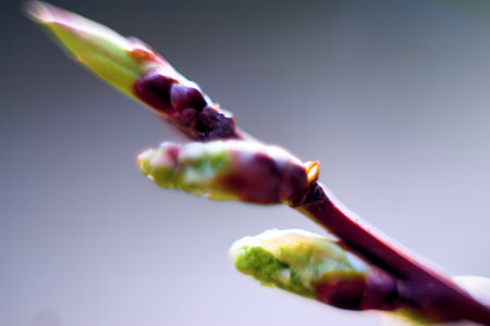 Spring awakening of the fruit bud (blossom bud) - buds shoot. Macro photography soft focus