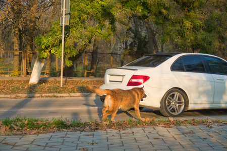 Angry dog barks at moving cars on the road.の写真素材