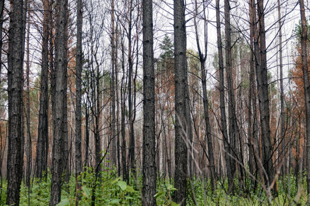 Fire-damaged forest, boreal forests. Burnt boreal forests. Wildfire low fire in a mixed forest with...