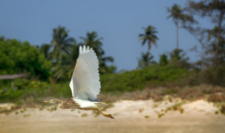 Indian Pond-Heron (Ardeola grayii) in non-breeding plumage (winter plumage). Malabar Coast, winterの写真素材