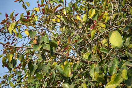 Wintertime Treescape. Asian pied starling (Sturnopastor contra in crone of some kind of Banyan Tree...