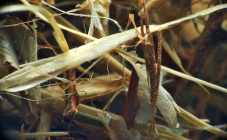 Herb repertory (dry vulnerary plants), officinal mixture for herbal tea. Mixture of herbal St. John's wort, blueberries, trunk beans, Aralia Manzhurskaya, wild rose. Means of folk medicine, pharmacyの写真素材