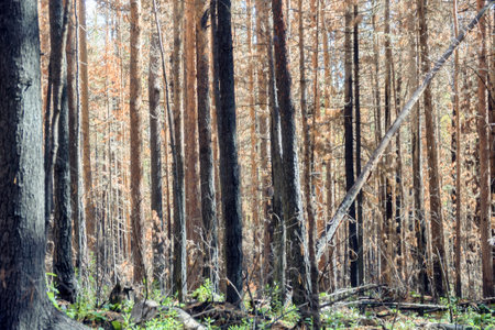 Fire-damaged forest, boreal forests. Burnt boreal forests. Wildfire low fire in a mixed forest with...