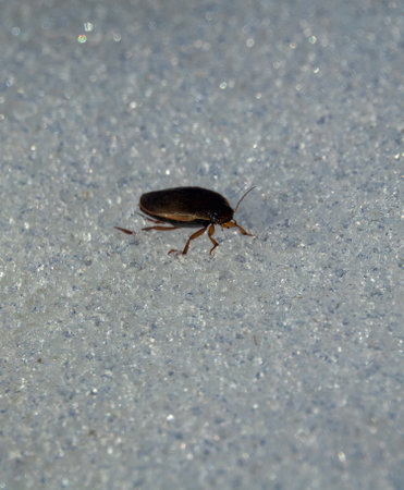 Diving beetle (Rhantus notatusm, Dytiscidae). The beetle came out on the melting ice surface of the...