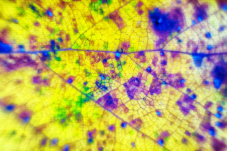 Autumn leaf is extreme close up. Ultra macro soft focus. autumn park mood in detail