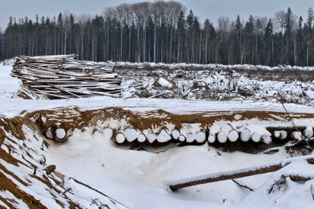 Loss of wood in logging. Pine roundwood are lying in the drainage ditch, clean felling covered with snow (winter logging). Forestry industry.の写真素材