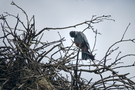 Red-footed falcon (Falco vespertinus) male near nest. Steppe zone of Crimeaの素材 [FY310211288406]