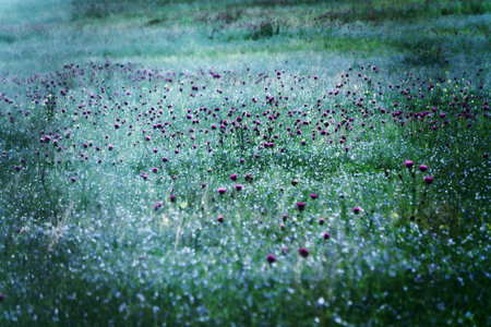 Beautiful blue picture of field in extended rain, dew drops glow. Aspect of blue: Common flax (Linum usitatissimum) and Melancholy thistle (Cirsium heterophyllum). Lens field technique, soft focusの写真素材