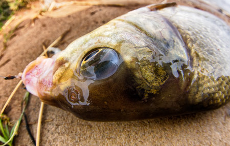 An enviable trophy of a fisherman with a fishing rod in a European river. Caspian bream (Abramis...