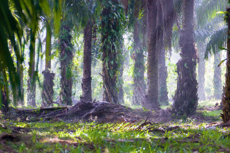 Old palm plantation (coconut palm with thick trunks) in Thailand