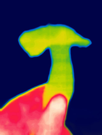 forest mushroom in middle of summer. Image from thermal imager device.