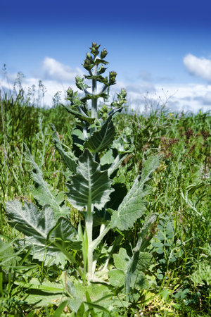 Ethiopian Sage (Salvia aethiopis) yonng plant on a long-term field wasteland in the steppe. Crimea,...