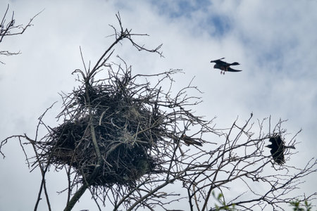 Red-footed falcon (Falco vespertinus) nesting in a colony of rooks. The falcon expels the rook and occupies its nest. Pair of falcon as the new owners of the rook nestの写真素材