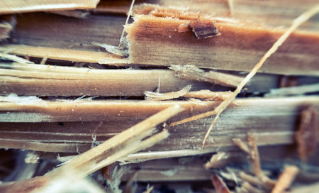 Forest industry. The trunk of a coniferous tree is destroyed, splinter along by skidder...