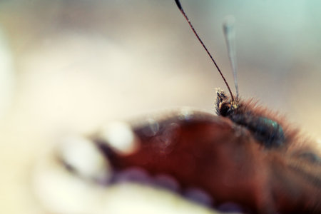 Camberwell beauty (Vanessa antiopa). Mourning-cloak butterfly after hibernation before spring...