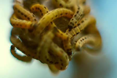 Caterpillars of weave moth yponomeuta evonymella. Macro photography caterpillar, soft focus.