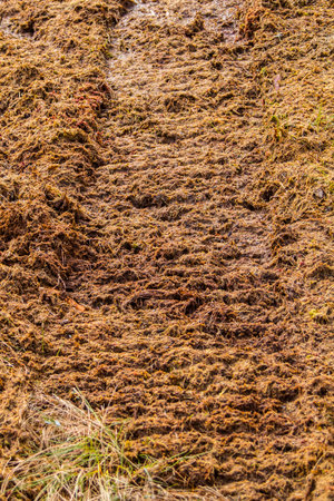 Tracks of an all-terrain vehicle on sphagnum High bog. Such track does not overgrow for many years....