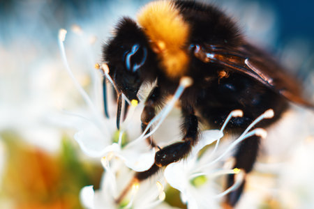 Bumblebee collects nectar from white spring flowers, it looks like a male Bombus soroensis. Extreme...