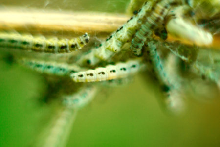 Caterpillars of weave moth yponomeuta evonymella. Macro photography caterpillar, soft focus.