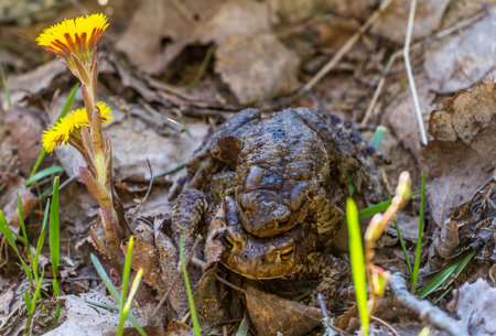 Mating common toads (Bufo bufo). Axillary amplexus posture (form of pseudocopulation). Spring...