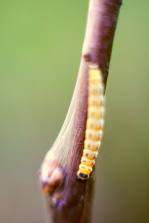 Caterpillars of weave moth yponomeuta evonymella. Macro photography caterpillar, soft focus.の写真素材