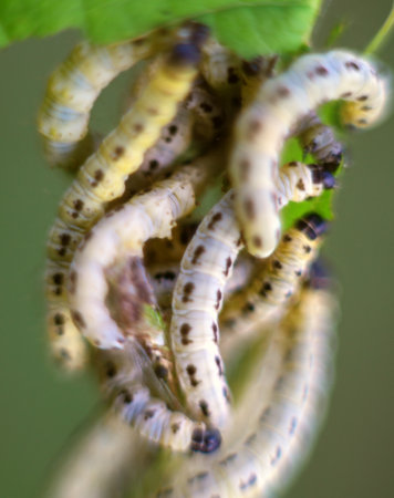 Caterpillars of weave moth yponomeuta evonymella. Macro photography caterpillar, soft focus.