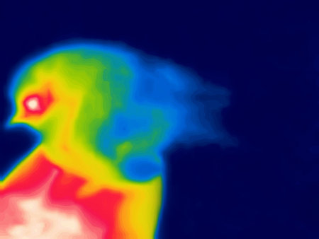 The Firebird (from Igor Stravinsky's ballet) - the mystical bird of happiness imagination. Thermal impressismの写真素材