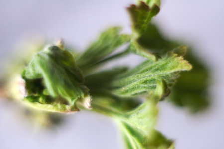 Dendrology. Bird cherry (Prunus padus) blossom bud (aestivation), generative shoot. Extreme close...