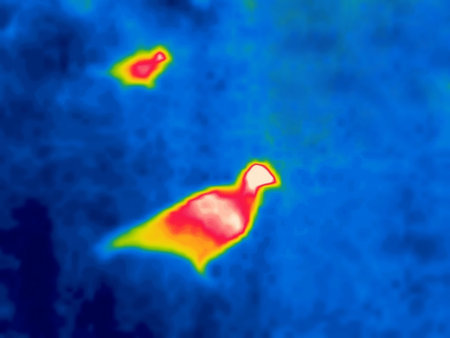 Pecking chickens, poultry farm. Modified Image from thermal imager device