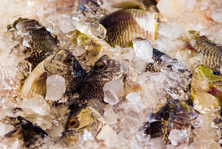 Gifts of the sea. Various seafood (sea bass in ice) in the markets of Southeast Asia, the so-called...