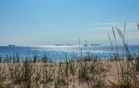 Sand dune with European dune grass or upright sea lyme grass (Elymus arenarius, Leymus arenarius) on...