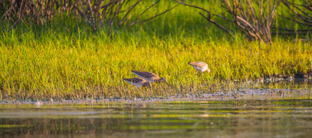 Ruffs (Philomachus pugnax) feed in the water meadows of Lake Ilmen during autumn migration