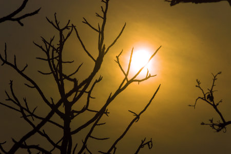 Tropical sunset. Wintertime sun rays through tree branches. Thailandの写真素材